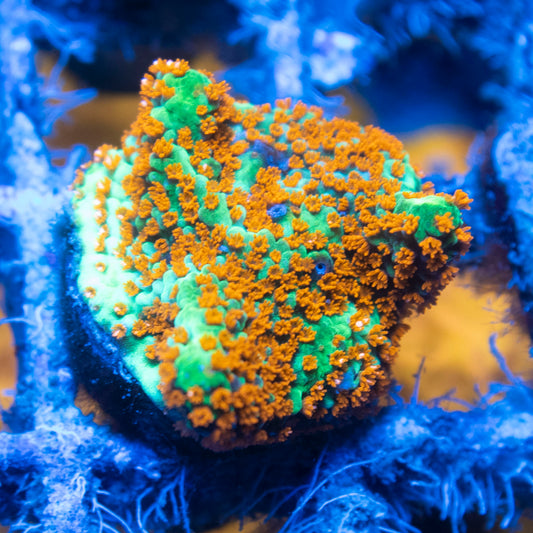 Hot Chili Pepper Monti live reef coral - AquaGemCorals
