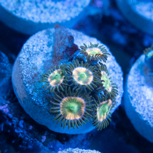 Hypernova Zoas