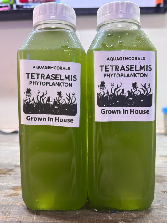 Tetraselmis-16oz