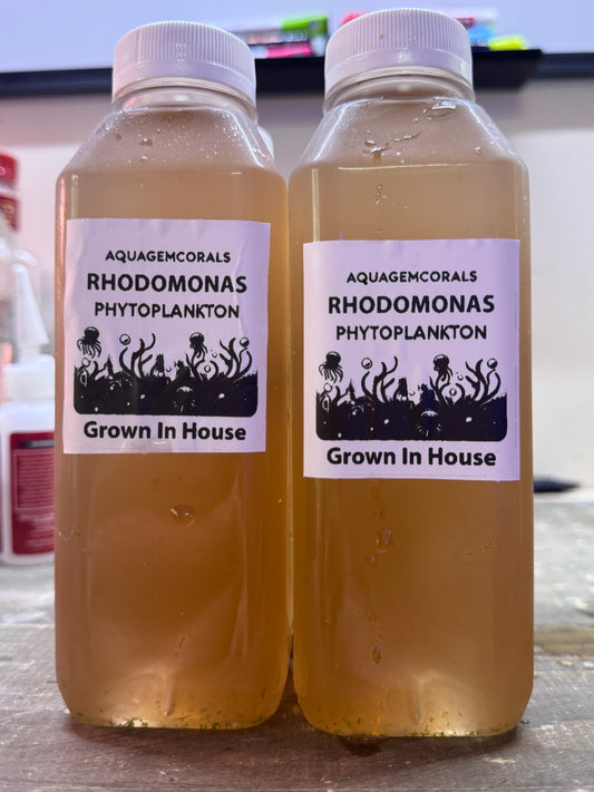 Rhodomonas -16oz