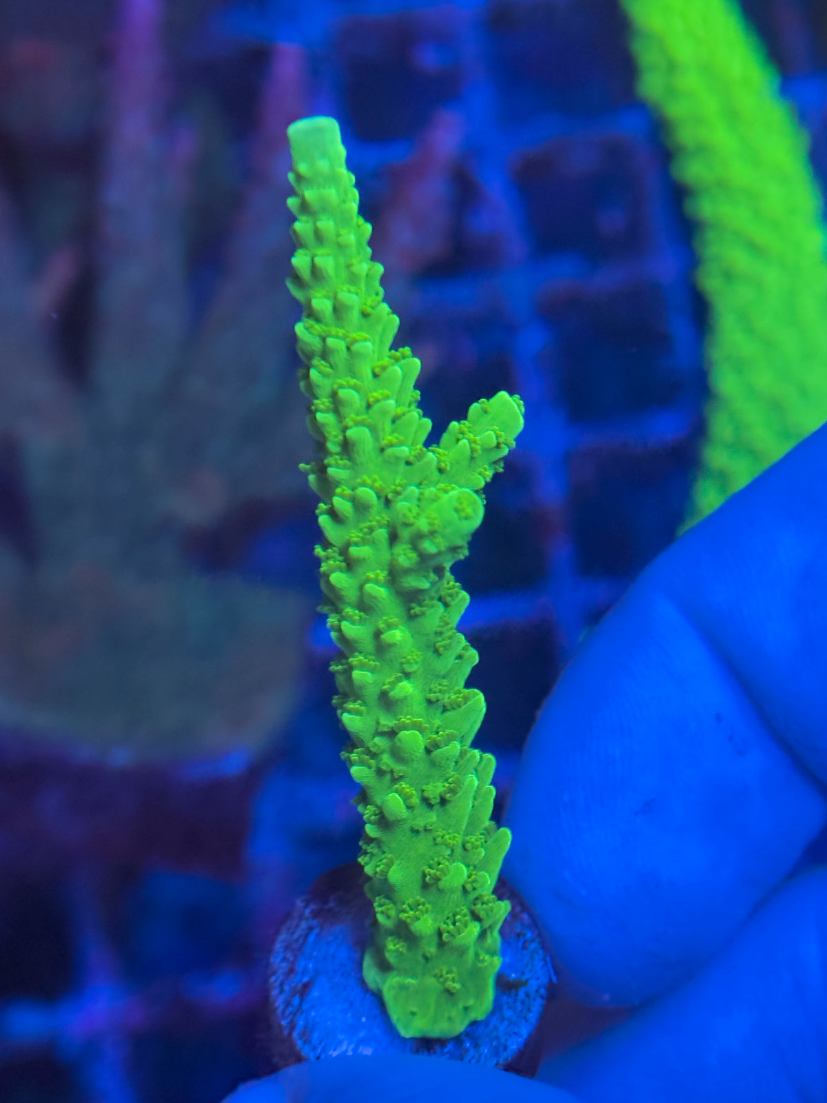 Green Slimer Acropora