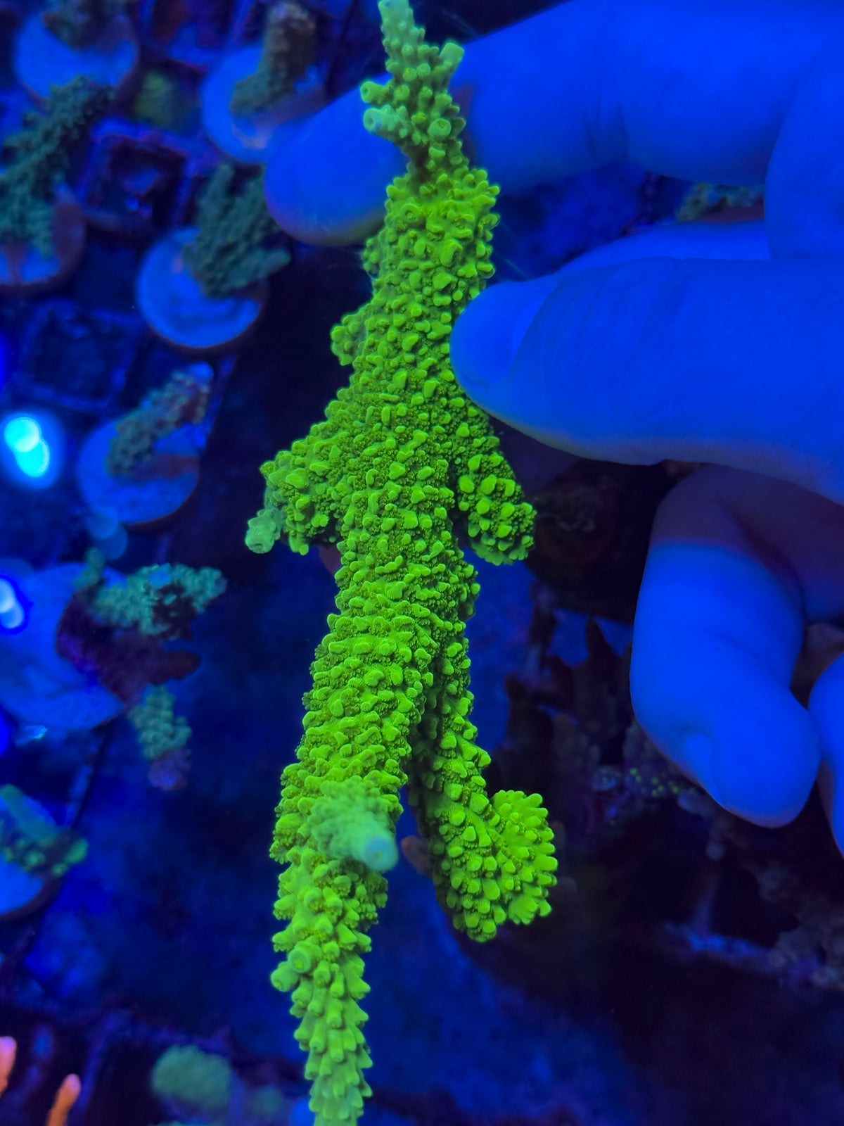 Green Slimer Acropora