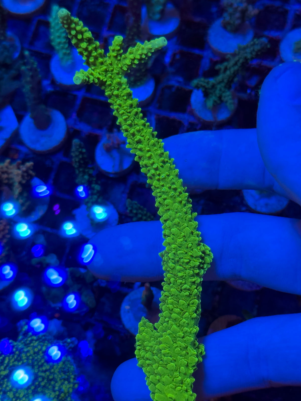 Green Slimer Acropora
