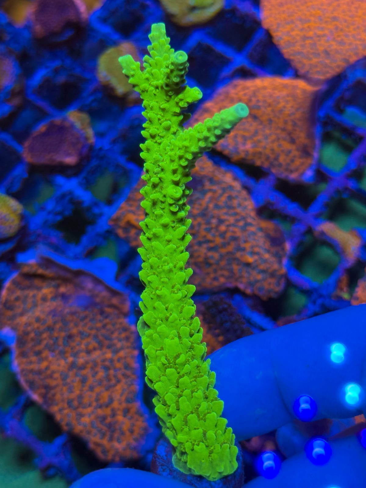 Green Slimer Acropora