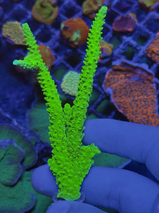 Green Slimer Acropora