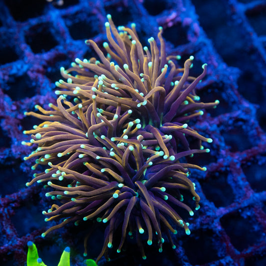 INDO TORCH GOLD VARIANT 3 Head