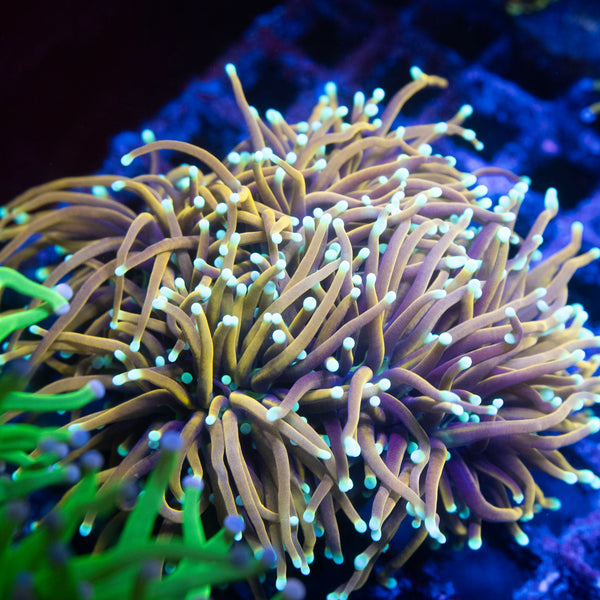 INDO TORCH GOLD VARIANT 4 Head