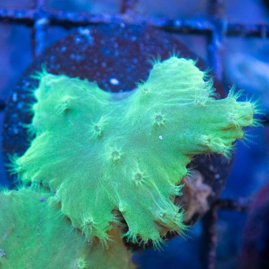 Indo Cabage Corals live coral for saltwater reef aquarium