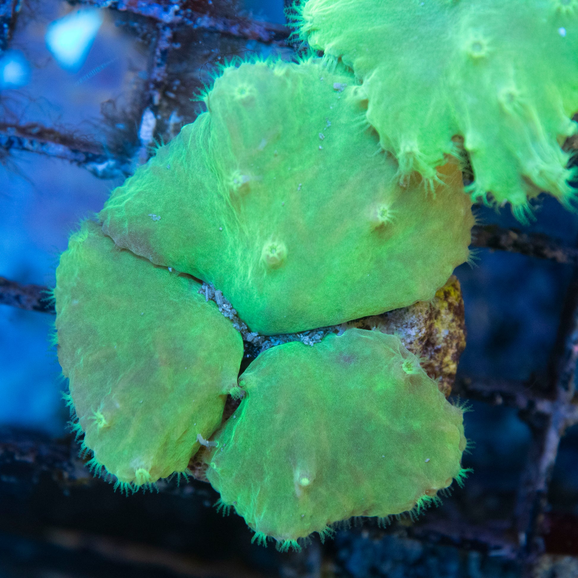 Indo Cabage Corals live coral for saltwater reef aquarium