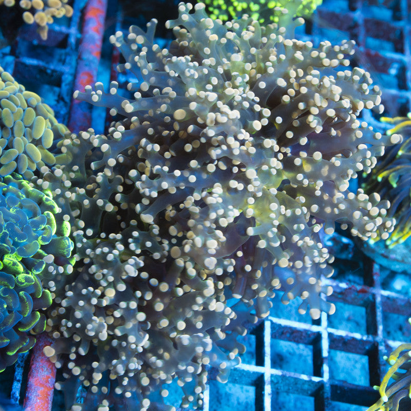 Indo Frogspawn Branch Orange 2 Head live coral for reef aquarium