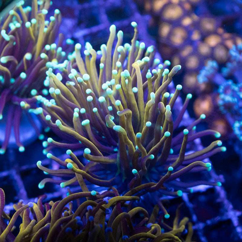 Indo Gold Torch - AquaGemCorals