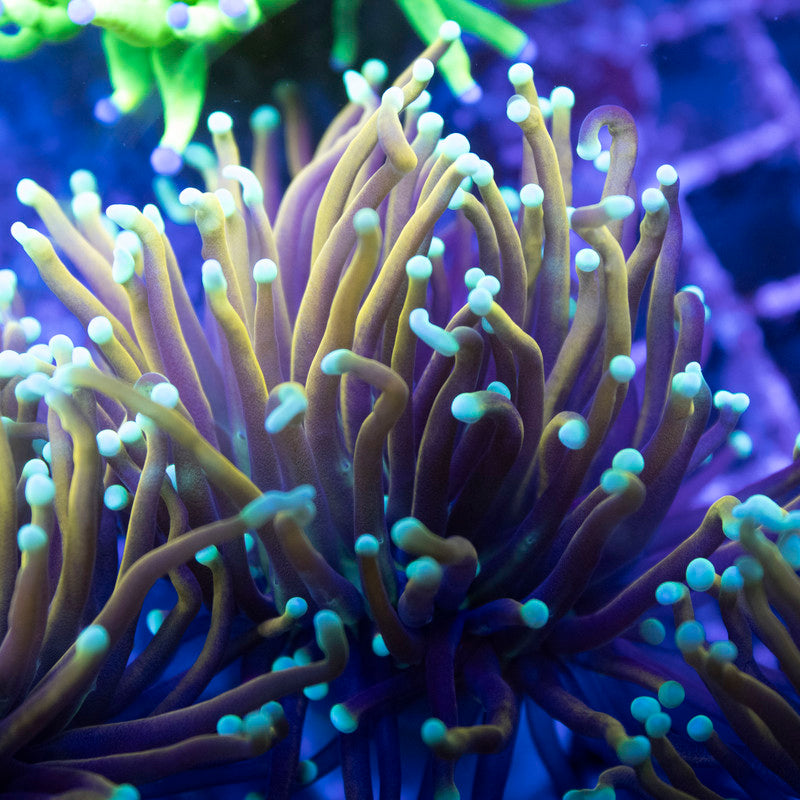 Indo Gold Torch - AquaGemCorals