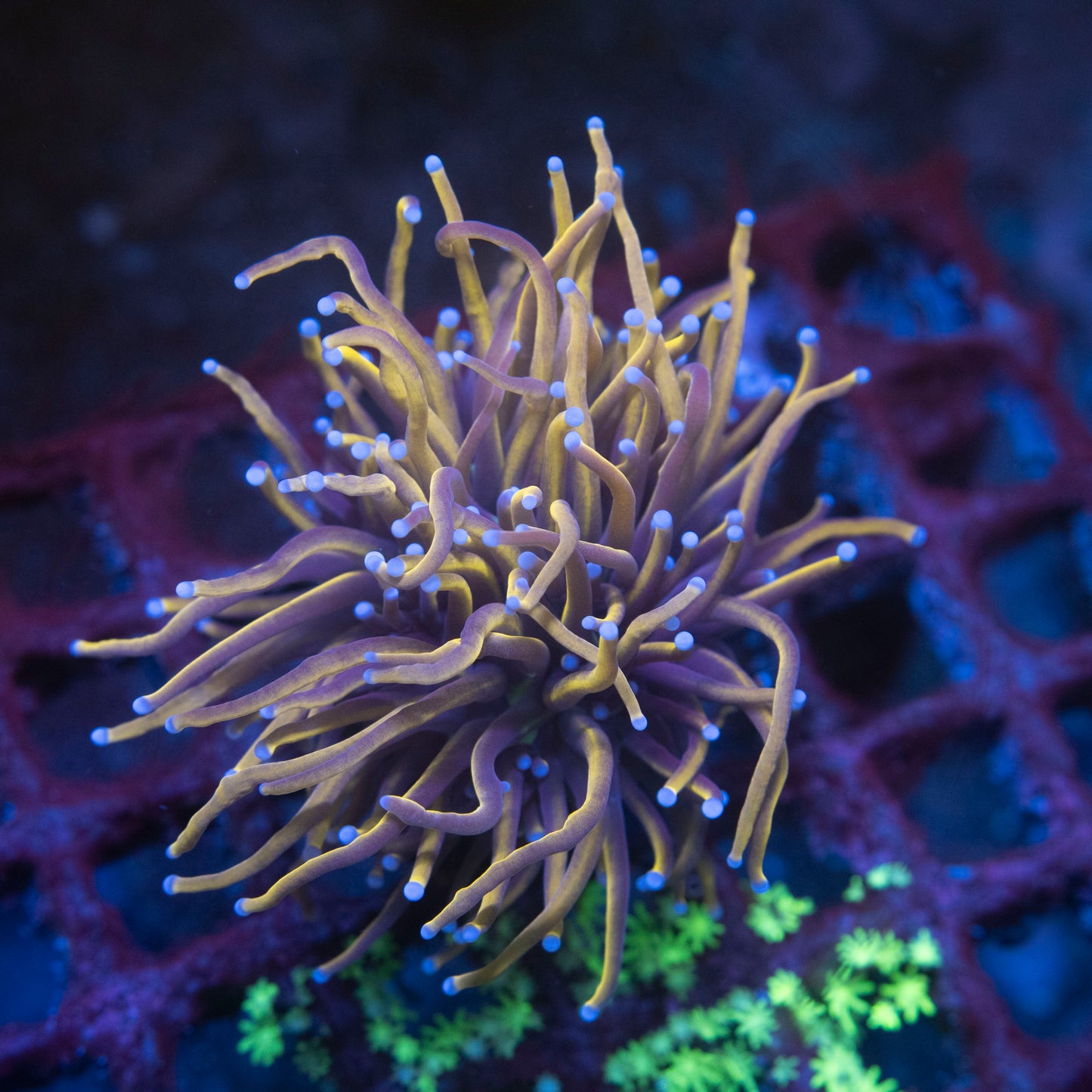 Premium Euphyllia Flow Pack" – 3 Frags WYSIWYG