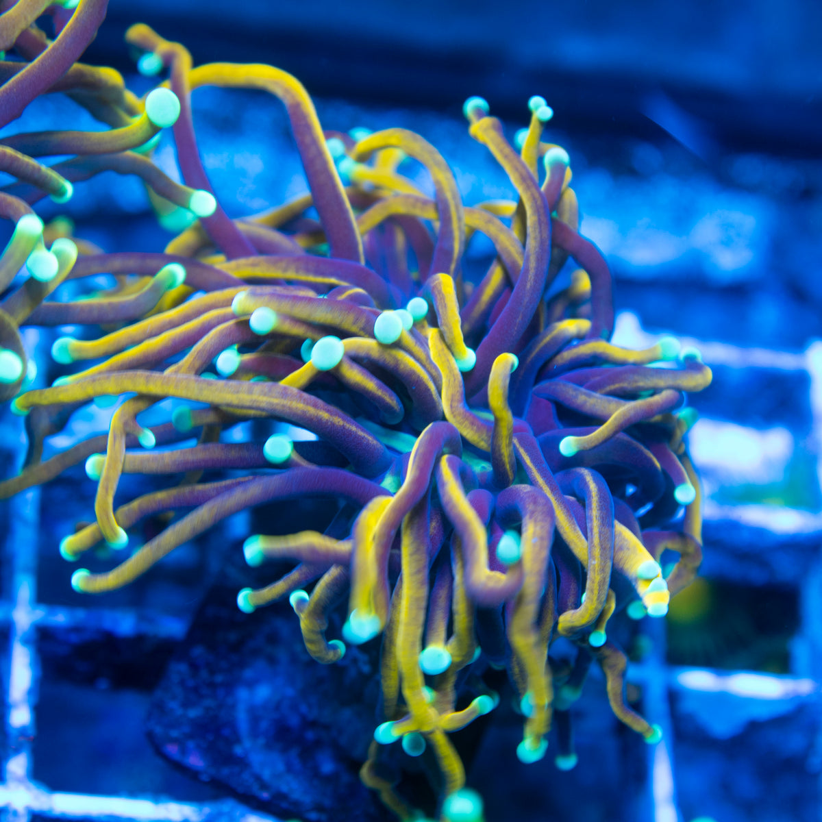 Indo Gold Variant Torch live reef coral - AquaGemCorals