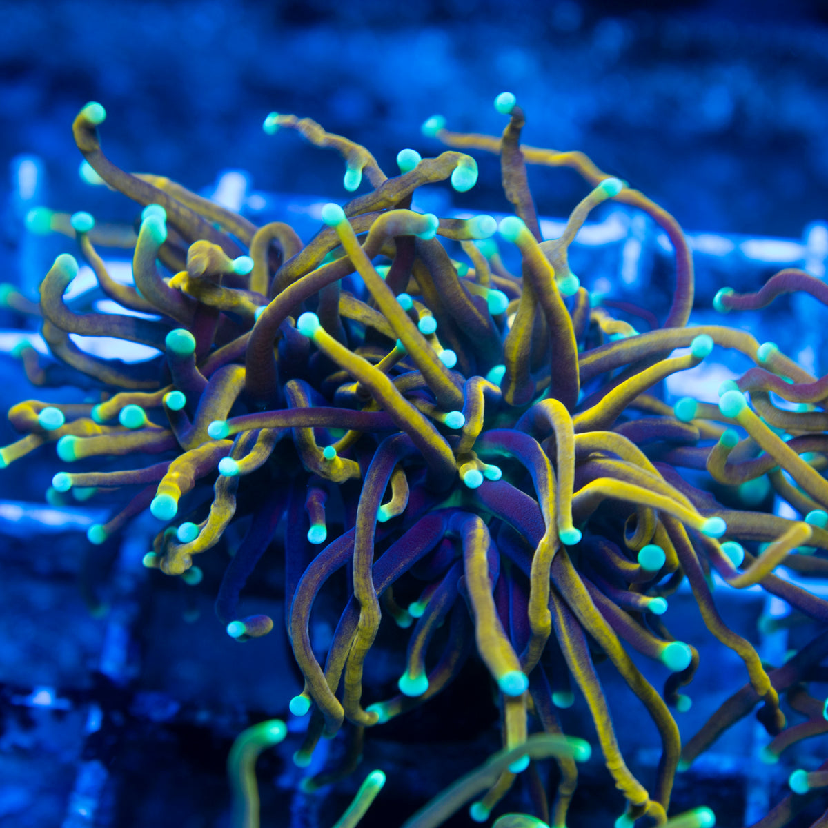 Indo Gold Variant Torch live reef coral - AquaGemCorals