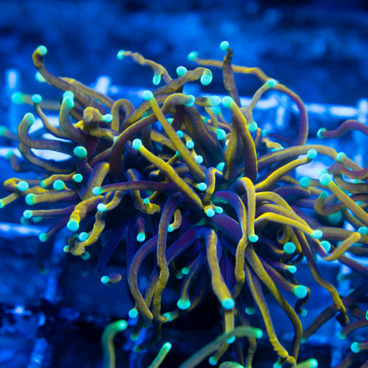 Indo Gold Variant Torch live reef coral - AquaGemCorals