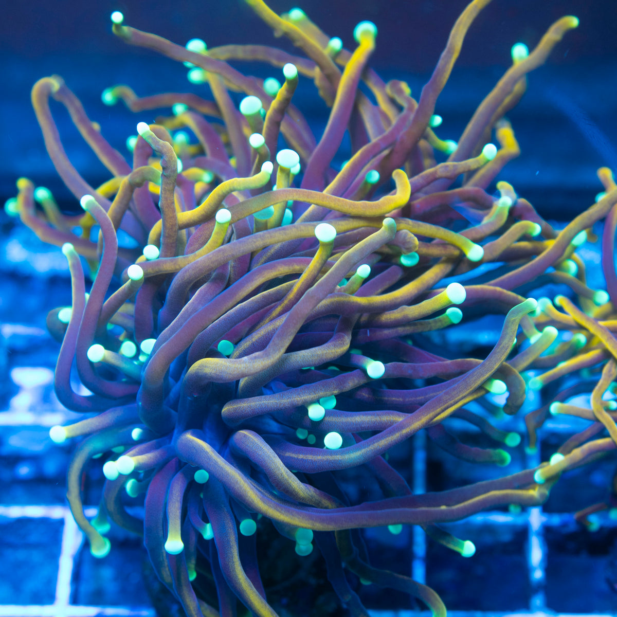 Indo Gold Variant Torch live reef coral - AquaGemCorals