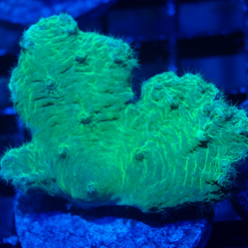 Indo Green Cabbage Leather AquaGemCorals