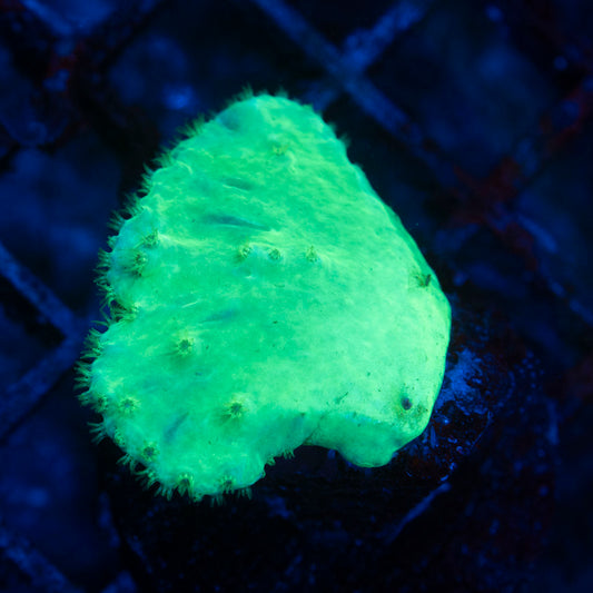 Indo Green Cabbage Leather - AquaGemCorals