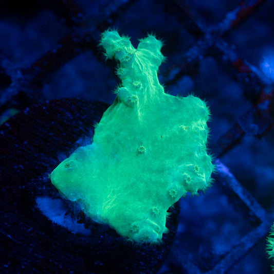 Indo Green Cabbage Leather - AquaGemCorals