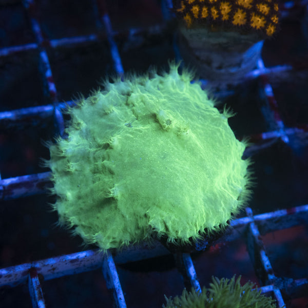 Indo Green Cabbage Leather (19)