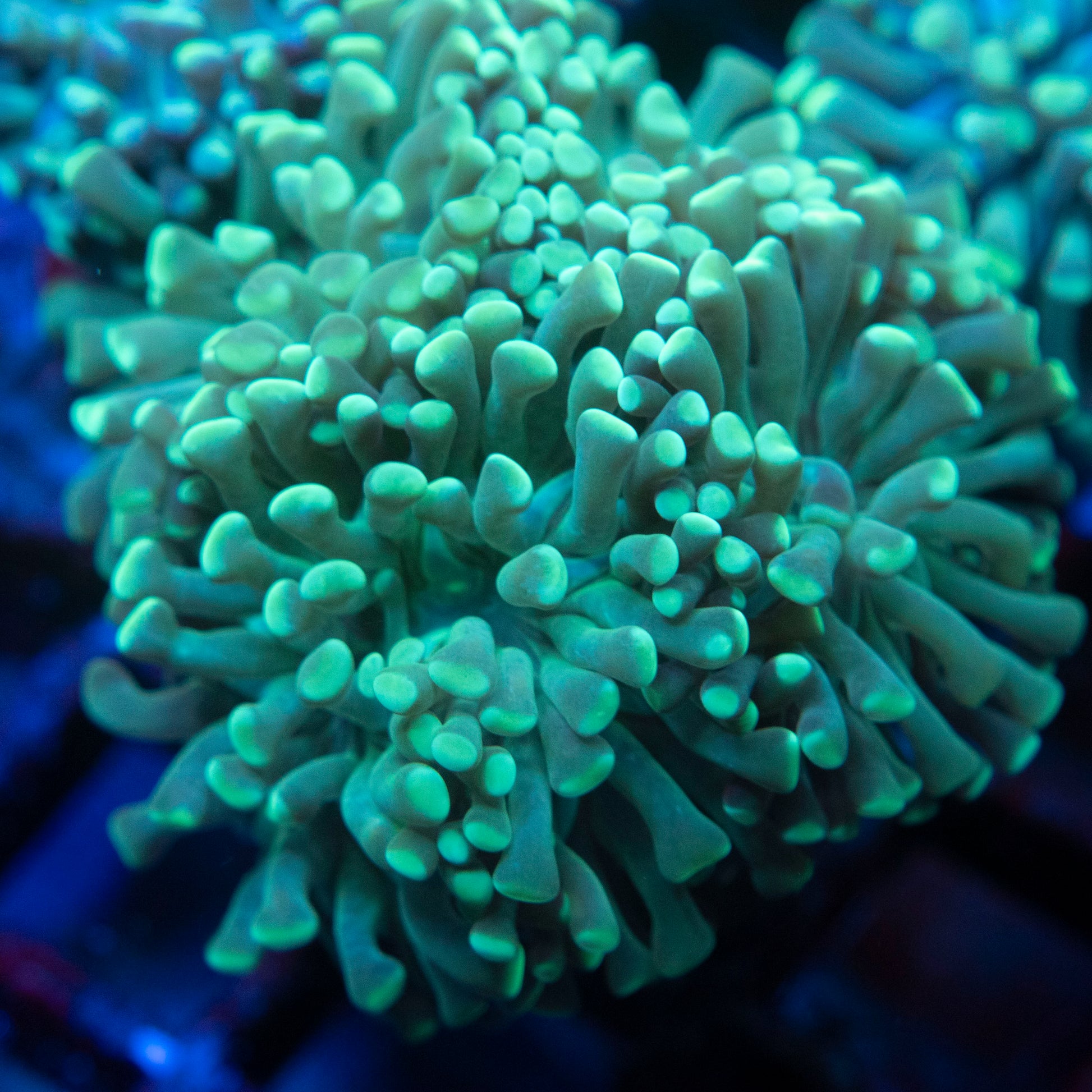 Indo Green Hammer 3 Polyps WYSIWYG coral from AquaGemCorals
