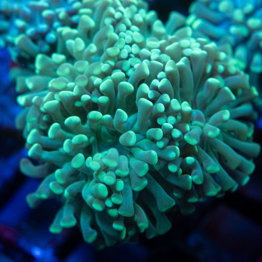 Indo Green Hammer 3 Polyps WYSIWYG coral from AquaGemCorals
