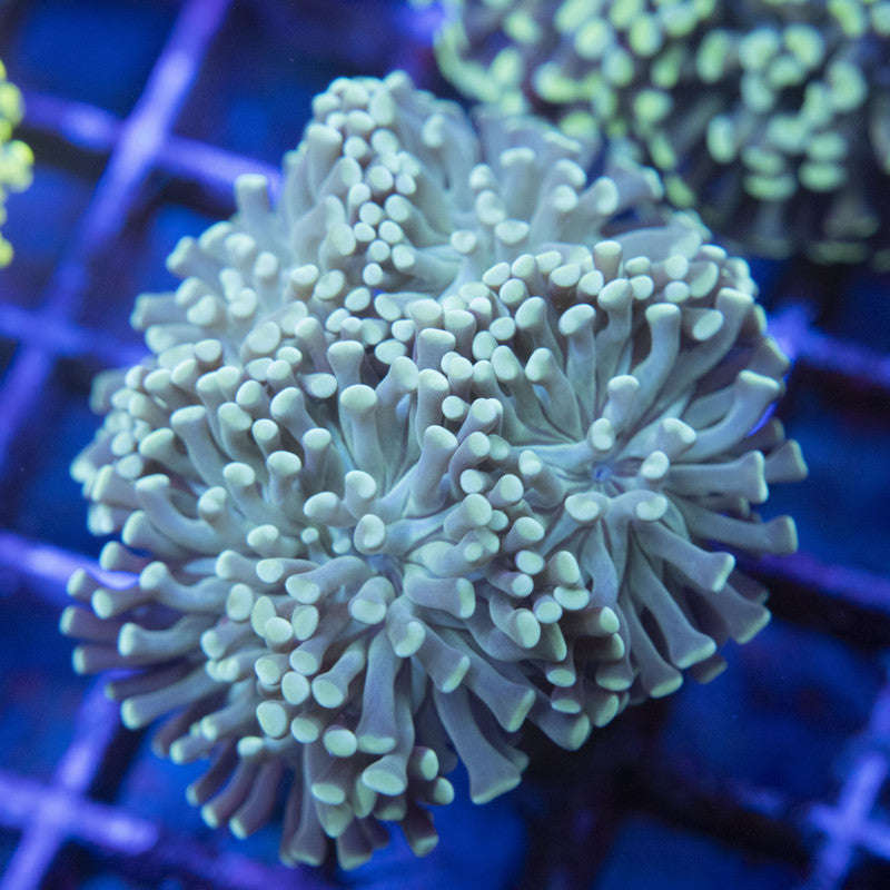 Indo Green Hammer WYSIWYG live coral for sale at AquaGemCorals