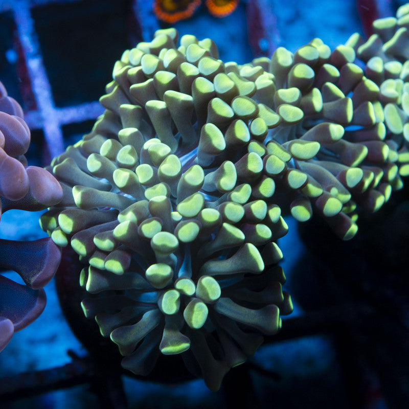 Indo Green Hammer live coral for reef aquarium