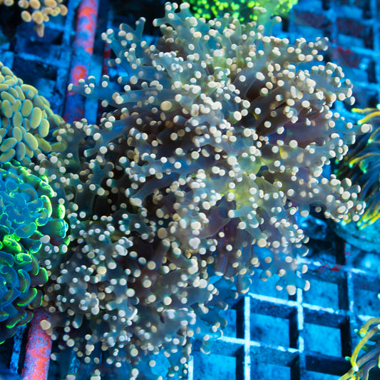 Indo Frogspawn Branch Orange 2 Head
