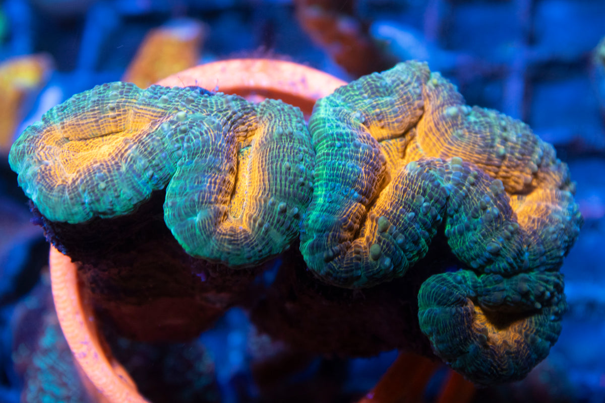 Inferno Lobophylia coral frag from AquaGem Corals