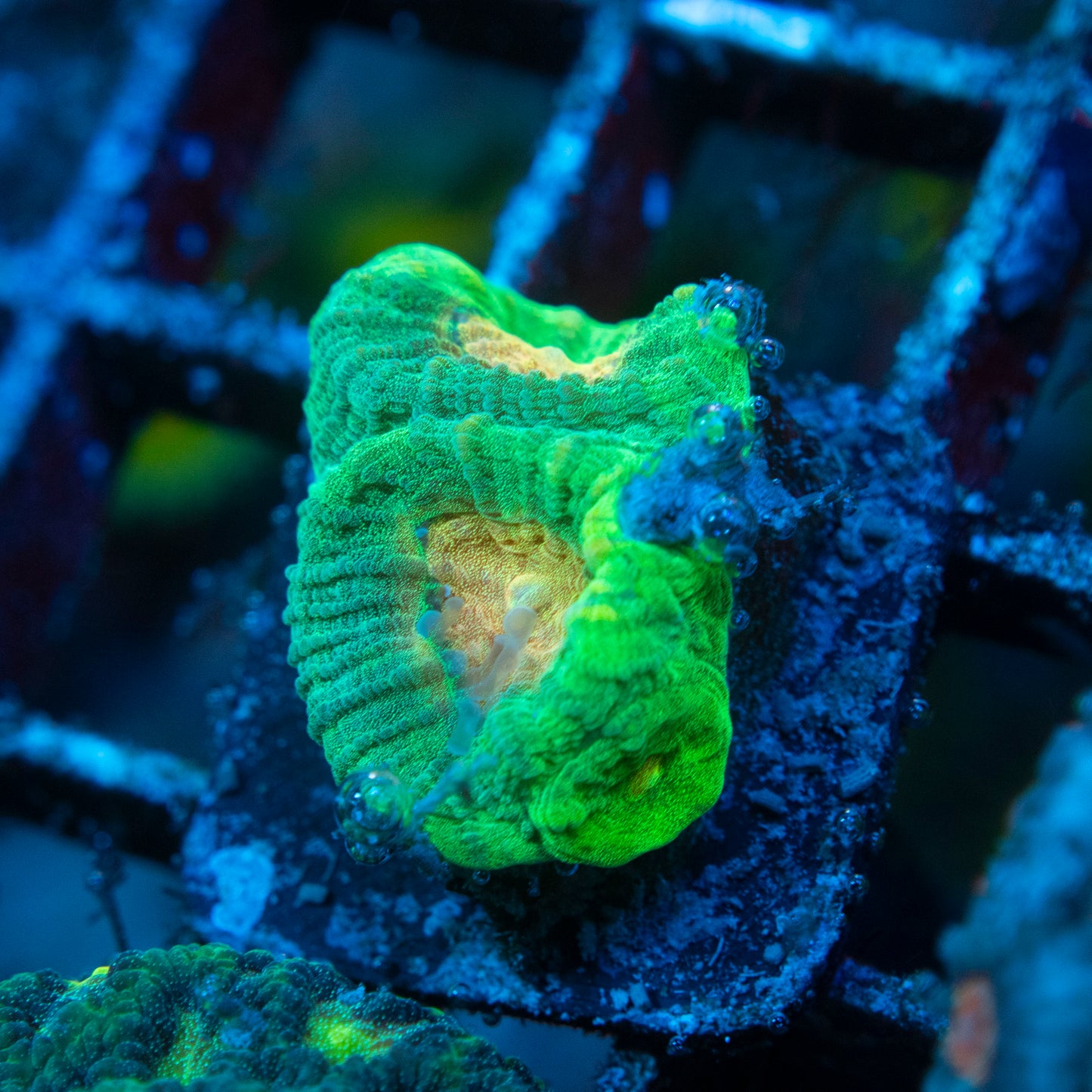 Irish Favia WYSIWYG coral from AquaGemCorals