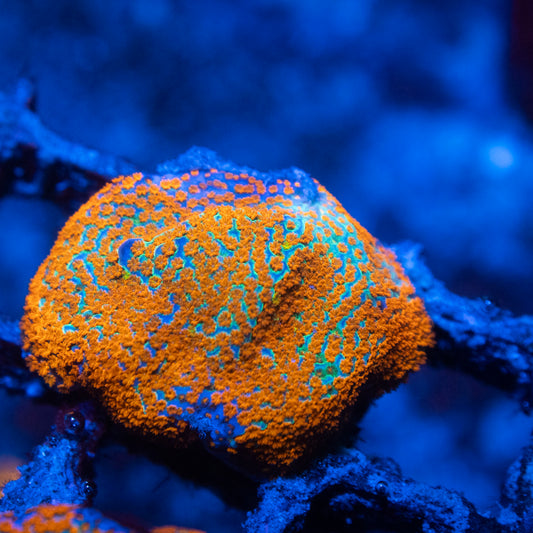 JF Aquaman Montipora