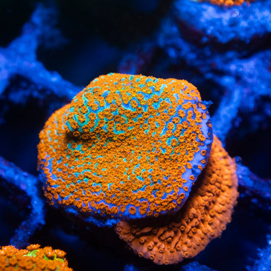 JF Aquaman Montipora