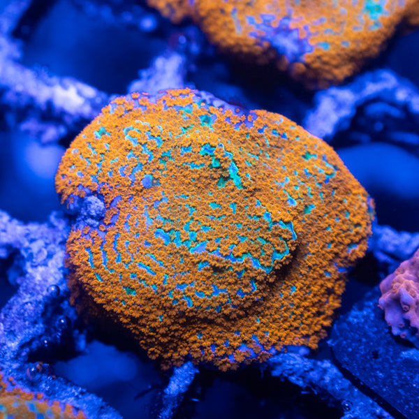 JF Aquaman Montipora