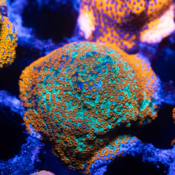 JF Aquaman Montipora