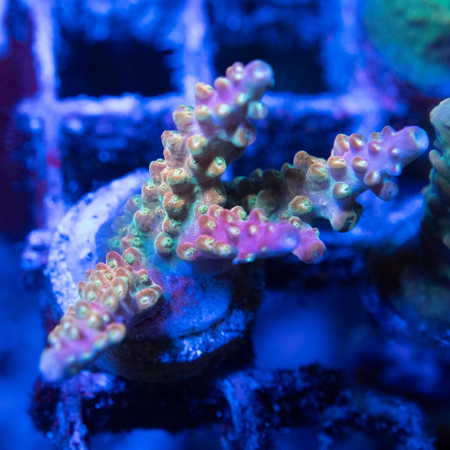 JF B-52 Acropora
