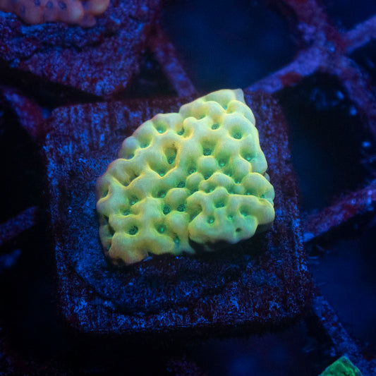 JF Beach Bum Montipora
