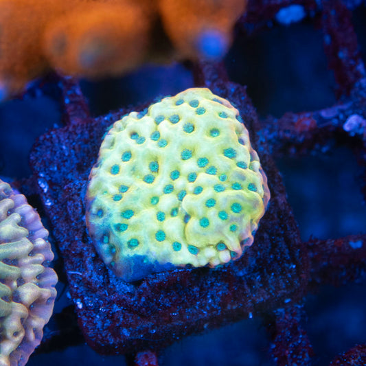 JF Beach Bum Montipora - AquaGemCorals