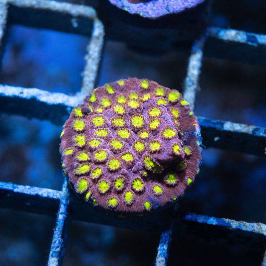 JF Bling Bling Cyphastrea - AquaGemCorals