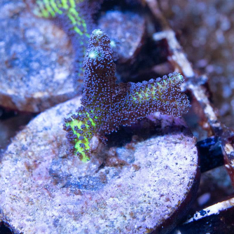 JF Enchanted Forest Birdsnest - AquaGemCorals