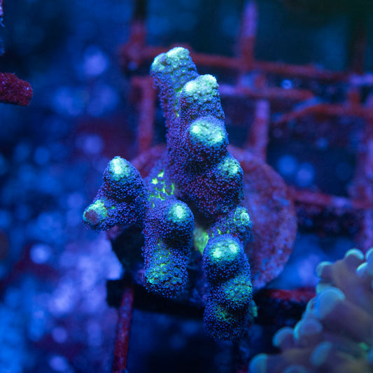 JF Enchanted Forest Birdsnest - AquaGemCorals