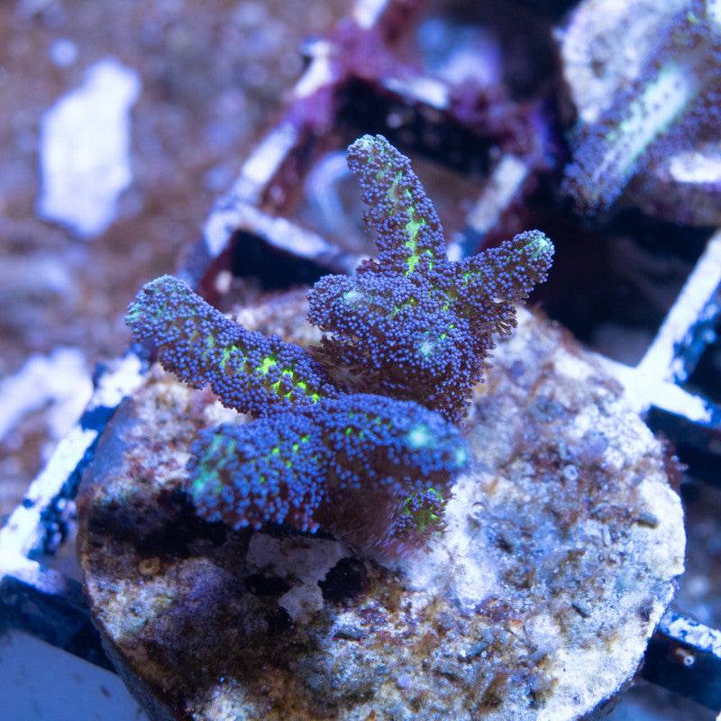 JF Enchanted Forest Birdsnest - AquaGemCorals