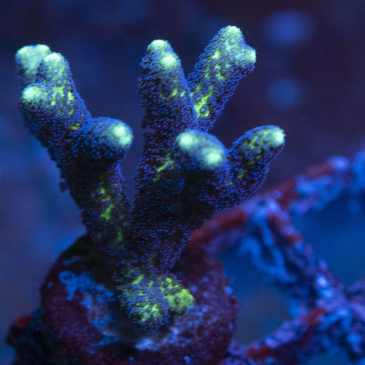 JF Enchanted Forest Birdsnest