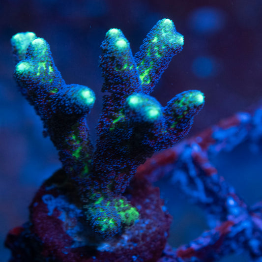 JF Enchanted Forest Birdsnest