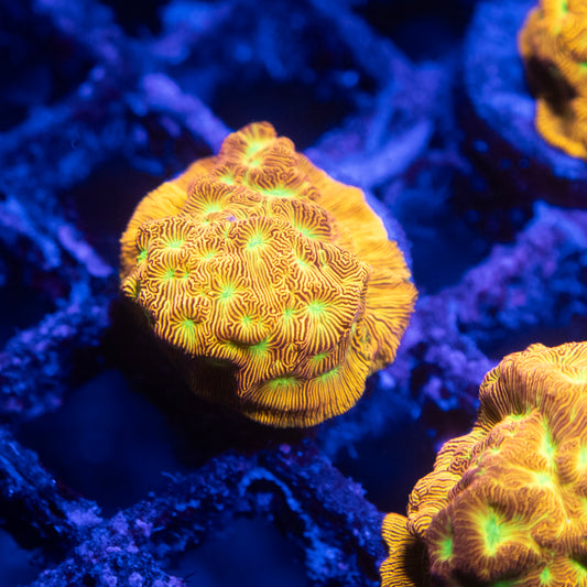JF Jack O Lantern Leptoseris Coral