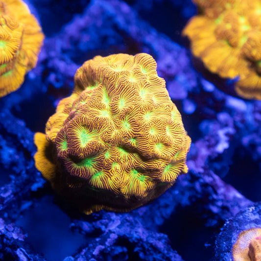 JF Jack O Lantern Leptoseris Coral