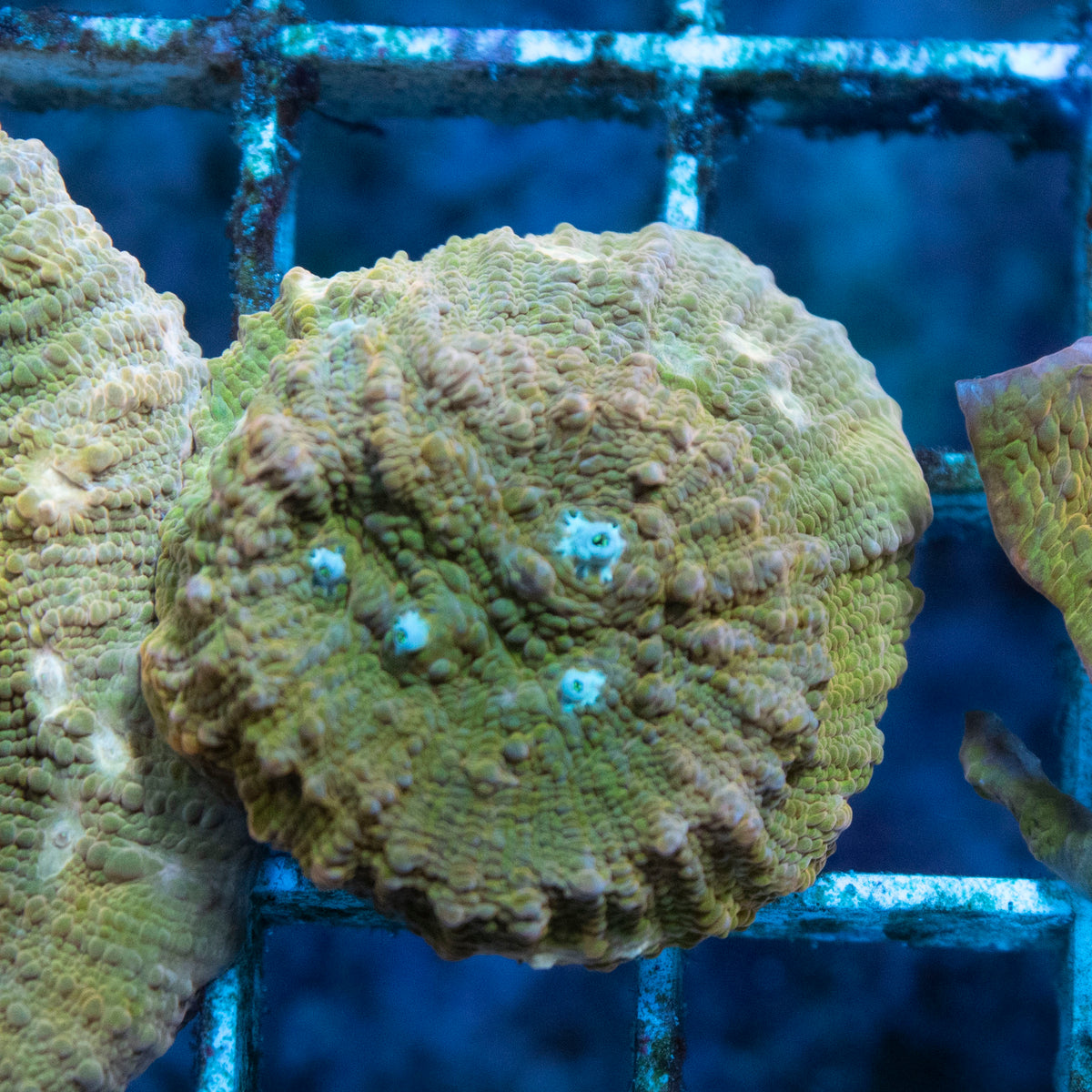 JF Orange Zombie Chailce coral frag from AquaGem Corals