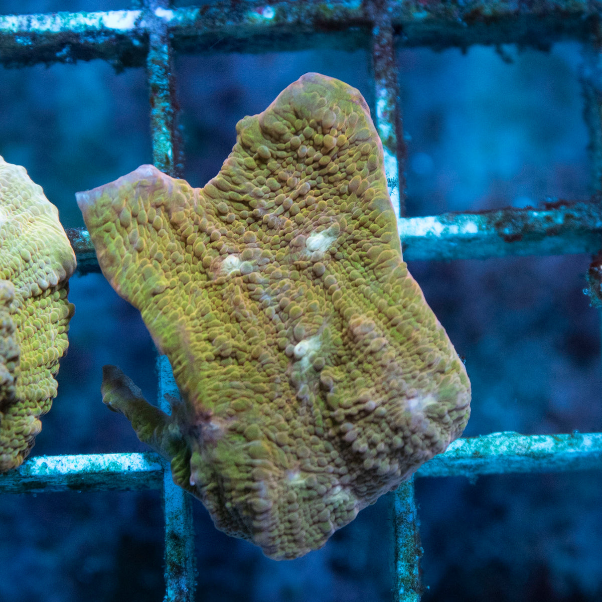 JF Orange Zombie Chailce coral frag from AquaGem Corals