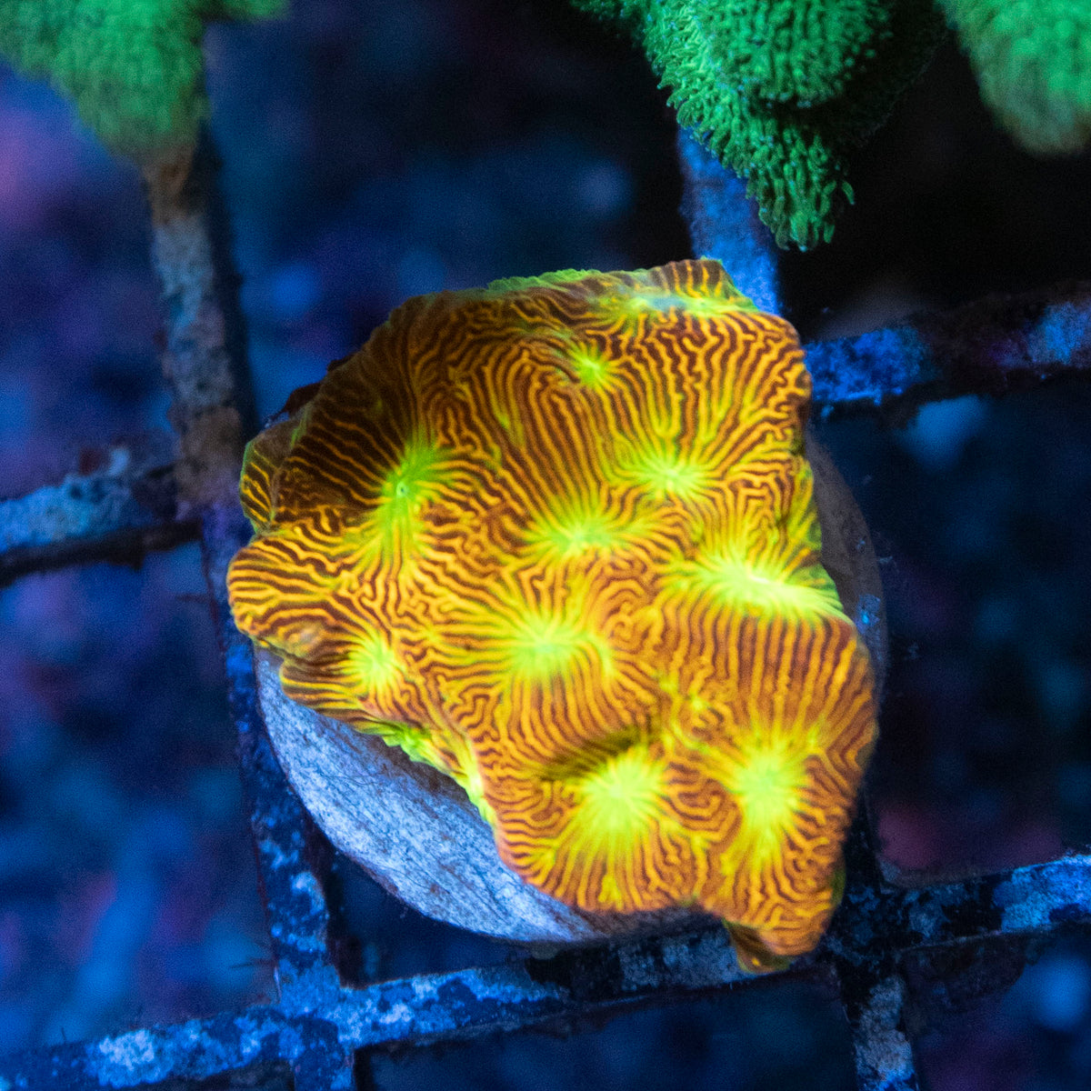 Jack O Lantern Leptoseris coral frag from AquaGem Corals
